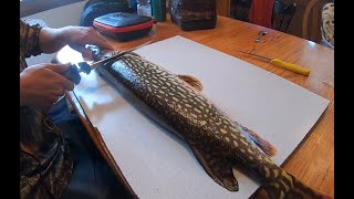 How I Clean and debone Northern Pike [upl. by Akira]