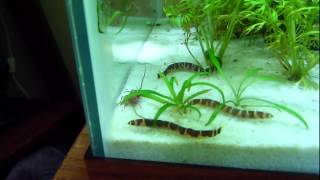 Kuhli Loaches and Blackworms [upl. by Rundgren779]