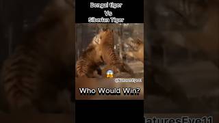 Bengal tiger VS Siberian Tiger 😱  Fight  Who Would Win [upl. by Sissie]