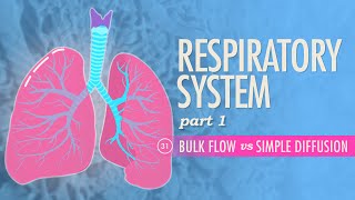 Respiratory System Part 1 Crash Course Anatomy amp Physiology 31 [upl. by Cole202]