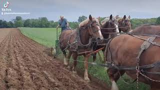 Plowing with Belgian Horses [upl. by Alrick]