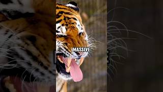 Siberian tiger vs bengal tiger animals amazing [upl. by Oakleil337]