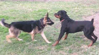 A Strong German Shepherd Tests Strong Rottweiler [upl. by Emmerich904]