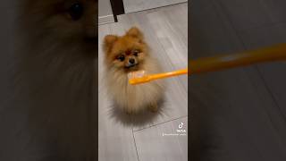 歯磨き大好き犬 ポメラニアン pomeranian 歯磨き toothbrush 犬のいる暮らし [upl. by Drolyag]