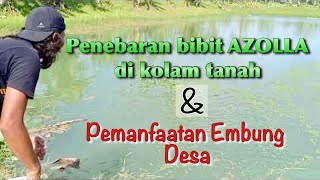 PENEBARAN BIBIT AZOLLA DI KOLAM TANAH PEMANFAATAN EMBUNG DESA [upl. by Shaner]