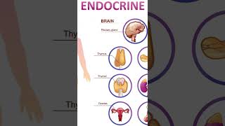 INTRODUCTION TO ENDOCRINE SYSTEM [upl. by Kaule]