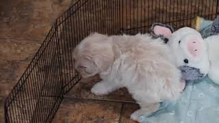 Maltipoo Puppy Arianna SD 480p [upl. by Tteve483]