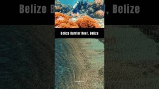 Discover the Belize Barrier Reef A Stunning Underwater World at Risk [upl. by Savick952]