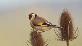 Goldfinches on Teasels [upl. by Rigby]