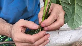 como fazer enxerto de abacate para ter abacate em vaso emalta [upl. by Reuben]