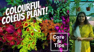 Coleus Plant Care  Everything You Need To Know About This Colorful Plant  In Tamil [upl. by Cindra335]