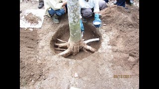 How to control Rubber Root Rot Disease  Penyakit Akar Pada Karet [upl. by Atnoled]