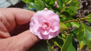 camellia japonica w ogrodzie pora kwitnienia Startv w ogrodzie [upl. by Acirea991]