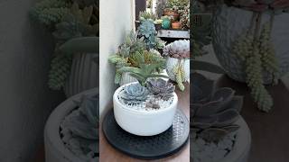 Basic Succulent Arrangement For Beginners 🪴 succulents suculentas plants [upl. by Velma]