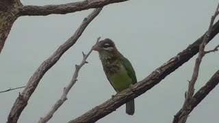 Call of the whitecheeked barbet [upl. by Newman]