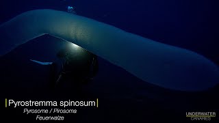 Impressive Pyrosome  Underwater Canaries [upl. by Aeslehc]