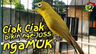 Ciak Jos Kecial Kuning ampuh bikin Kecial Kuning malas bunyi jadi Joss gacor [upl. by Annoynek]