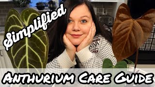 A Simplified Anthurium Care Guide [upl. by Suoinuj]