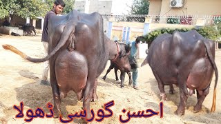 احسن گورسی ڈھولا 3 بھینسیں برائے فروخت19 اکتوبر 2024 karnana channel [upl. by Suiramed]