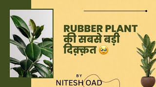 Rubber plant full information indoor or not [upl. by Sybila]