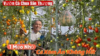 Bỡ Ngỡ Vườn Cà Chua Sân Thượng Của Anh BúpChỉ 1 Mẹo Nhỏ Cả Xóm Ăn Không Hết [upl. by Comstock]