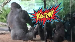 Silverback Gorilla Sucker Punches Another Unruly Gorilla  The San Diego Zoo [upl. by Aileduab928]