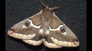 Wild Silkmoth Life Cycle  Saturnia albofasciata V00609 [upl. by Rothberg]