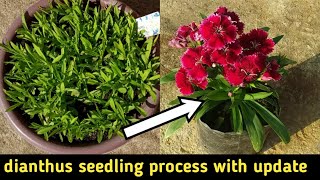 How to grow dianthus from seeds  dianthus seedling process with update  dianthussweet william [upl. by Oecam946]