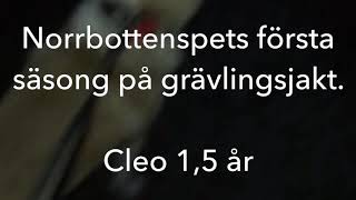 Grävlingsjakt Norrbottenspets [upl. by Nabla]