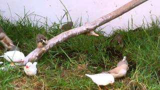 Zebra Finches in HD 10min video [upl. by Rayshell217]