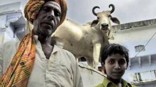 Sacred Cows In India [upl. by Blau]