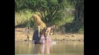 Dead hippos intestines explode and scares off a pride of lions [upl. by Notgnilra]