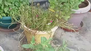 abundance of Basils  Tulsi plants [upl. by Anawt]