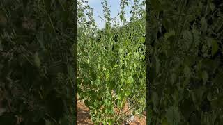 Mesosphaerum suaveolens Ban Tulsi an important medicinal plant of Odisha medicinal odisha [upl. by Litch863]