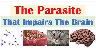 Toxoplasmosis The Parasite That Reduces Brain Functioning amp Where It Comes From [upl. by Newberry]