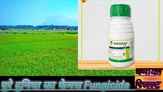 Amistar Fungicide का उपयोग स्प्रे कैसे करें । Azoxystrobin 23 Syngenta Fungicide [upl. by Astrix897]