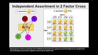 Nov 22nd  Mendelian Genetics Part 2 [upl. by Ecnarrat770]