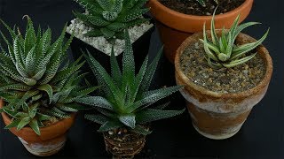 Haworthiopsis Haworthia attenuata  ZebraHaworthia care [upl. by Navnod]