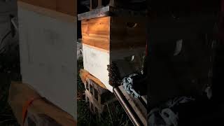 First swarm hived [upl. by Theall523]