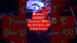 🤯 Natures WEIRDEST Friendships 🐶🐒 You Wont Believe 3 wildlife animals [upl. by Rubie]