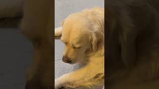 Dog’s Great Reaction By Sa Gaming [upl. by Korey]