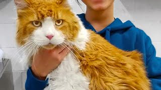 Giant Cat Was Abandoned At The Shelter Hours Later The UNTHINKABLE Happens [upl. by Eelaroc956]