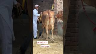 Sahiwal cow for sale [upl. by Nerot283]