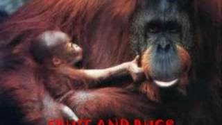 Sams Orangutan Documentary [upl. by Irec]