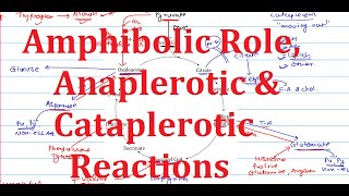 12 Amphibolic role Anaplerotic amp Cataplerotic reactions of TCA cycle  Extremely simplified [upl. by Twila]