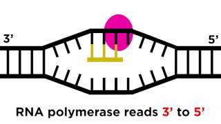 Transcription and Translation From DNA to Protein [upl. by Aeslek752]