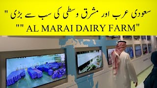 AL MARAI DAIRY FARM the largest in Saudi Arabia and the Middle East [upl. by Ynahpit]