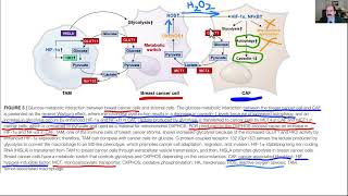 What difference between Warburg amp Reverse Warburg effect in cancer [upl. by Ellicul]