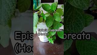 Episcia cupreata Hook Hanst planting plants shortvideo garden subscribe like [upl. by Nibuz450]