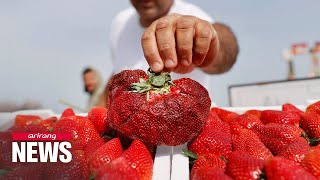 Giant strawberry in Israel wins Guinness World Record for being worlds heaviest [upl. by Celinka]